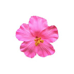 Headwear Hawaiian Flower Hair Clips Side Bangs Clip Romantic BB Hair Clips Hair Accessories Suitable Vacation Beach Parties