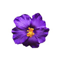 Headwear Hawaiian Flower Hair Clips Side Bangs Clip Romantic BB Hair Clips Hair Accessories Suitable Vacation Beach Parties