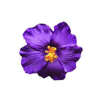 Headwear Hawaiian Flower Hair Clips Side Bangs Clip Romantic BB Hair Clips Hair Accessories Suitable Vacation Beach Parties